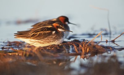 Grauwe Franjepoot/Red-necked Phalarope