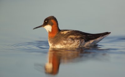 Grauwe Franjepoot/Red-necked Phalarope