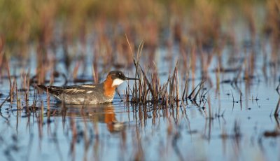 Grauwe Franjepoot/Red-necked Phalarope