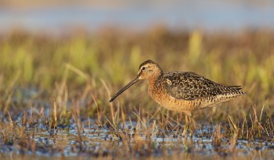 Grote Grijze Snip/Long-billed Dowitcher