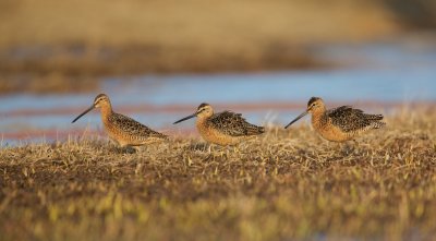 Grote Grijze Snip/Long-billed Dowitcher