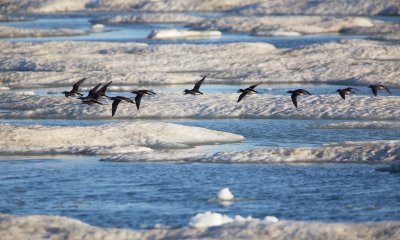 IJseend/Long-tailed Duck