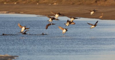 IJseend/Long-tailed Duck