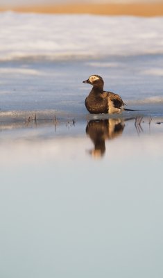 IJseend/Long-tailed Duck