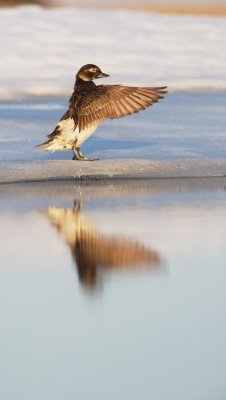 IJseend/Long-tailed Duck