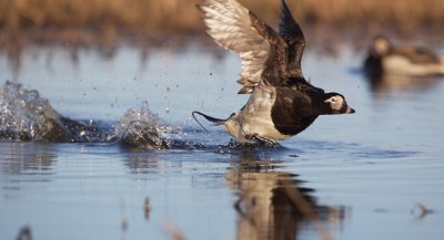 IJseend/Long-tailed Duck
