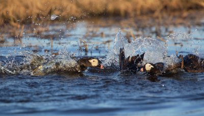 IJseend/Long-tailed Duck