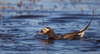 IJseend/Long-tailed Duck