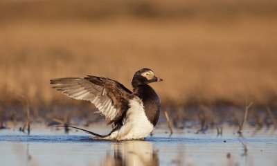 IJseend/Long-tailed Duck