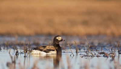 IJseend/Long-tailed Duck