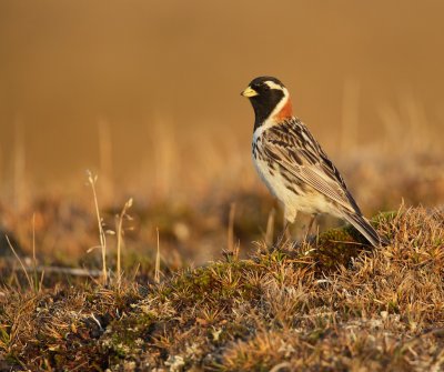 IJsgors/Lapland Longspur