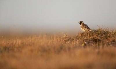 IJsgors/Lapland Longspur