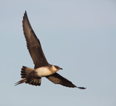 Kleine Jager/Arctic Skua