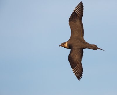 Kleine Jager/Arctic Skua