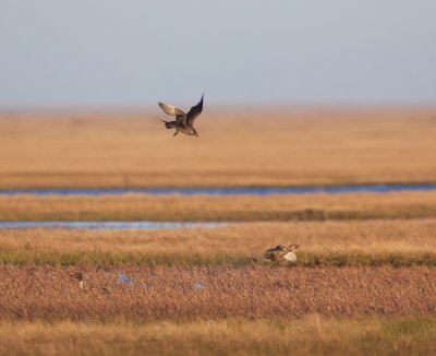 Kleine Jager/Arctic Skua