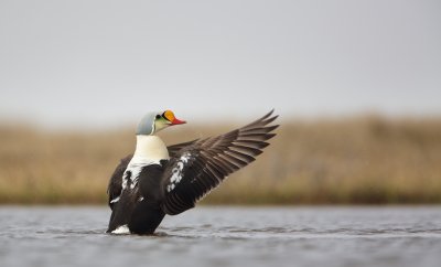 Koningseider/King Eider