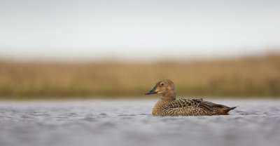 Koningseider/King Eider