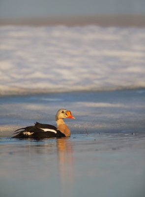 Koningseider/King Eider