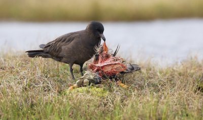 Middelste Jager/Pomarine Skua