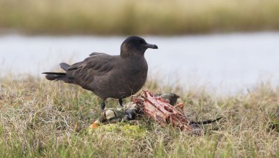 Middelste Jager/Pomarine Skua