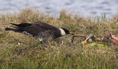 Middelste Jager/Pomarine Skua