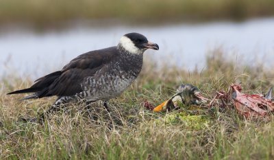 Middelste Jager/Pomarine Skua