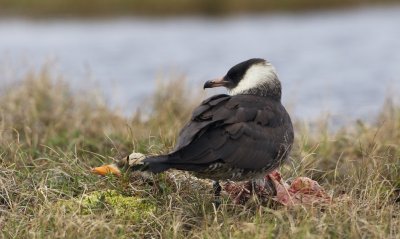 Middelste Jager/Pomarine Skua