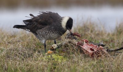 Middelste Jager/Pomarine Skua