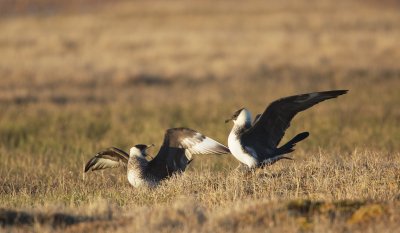 Middelste Jager/Pomarine Skua