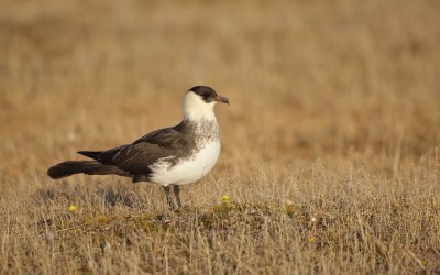 Middelste Jager/Pomarine Skua