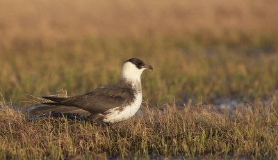 Middelste Jager/Pomarine Skua