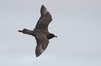 Middelste Jager/Pomarine Skua