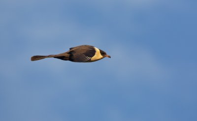 Middelste Jager/Pomarine Skua