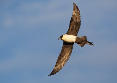 Middelste Jager/Pomarine Skua