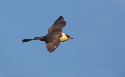 Middelste Jager/Pomarine Skua