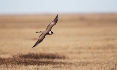 Middelste Jager/Pomarine Skua
