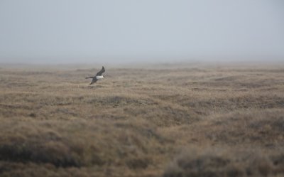Middelste Jager/Pomarine Skua