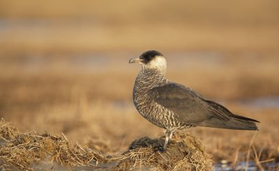 Middelste Jager/Pomarine Skua