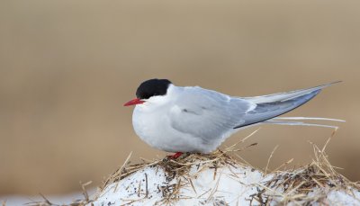 Noordse Stern/Arctic Tern