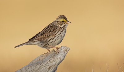 Savannahgors/Savannah Sparrow