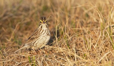 Savannahgors/Savannah Sparrow