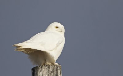Sneeuwuil/Snowy Owl