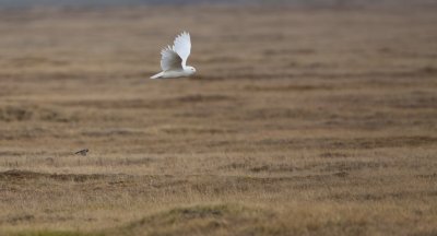 Sneeuwuil/Snowy Owl