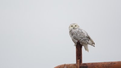 Sneeuwuil/Snowy Owl