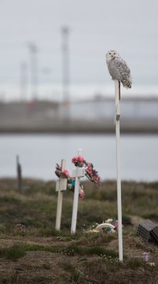Sneeuwuil/Snowy Owl