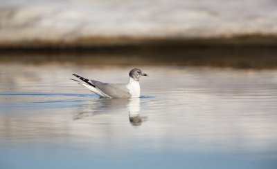 Vorkstaartmeeuw/Sabine's Gull