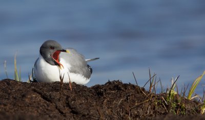 Vorkstaartmeeuw/Sabine's Gull