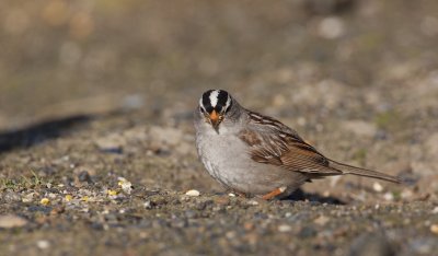 Witkruingors/White-crowned Sparrow