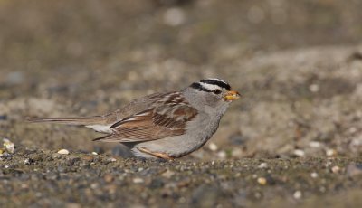 Witkruingors/White-crowned Sparrow