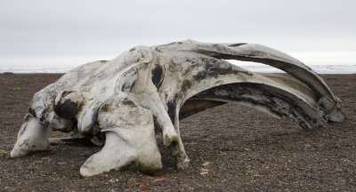Kop van Groenlandse Walvis/Skull of Bowhead Whale